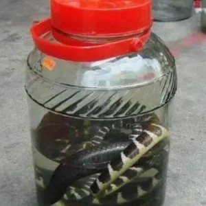 博鱼体育app下载-男子用2条毒蛇泡酒，12年后打开本想品尝美酒，谁知出现惊人现象