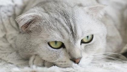 博鱼体育官方网站-伊布史上最佳阵容 马拉多纳罗纳尔多齐达内领衔！